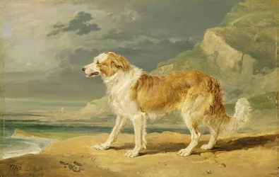 Ruwhaarige collie, 1809